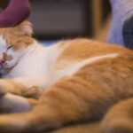 Ilustrasi kucing tidur kaki untuk artikel Kucing tidur kaki: Kenapa Kucing Suka Tidur di Kaki? Alasannya…