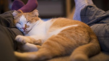 Ilustrasi kucing tidur kaki untuk artikel Kucing tidur kaki: Kenapa Kucing Suka Tidur di Kaki? Alasannya…
