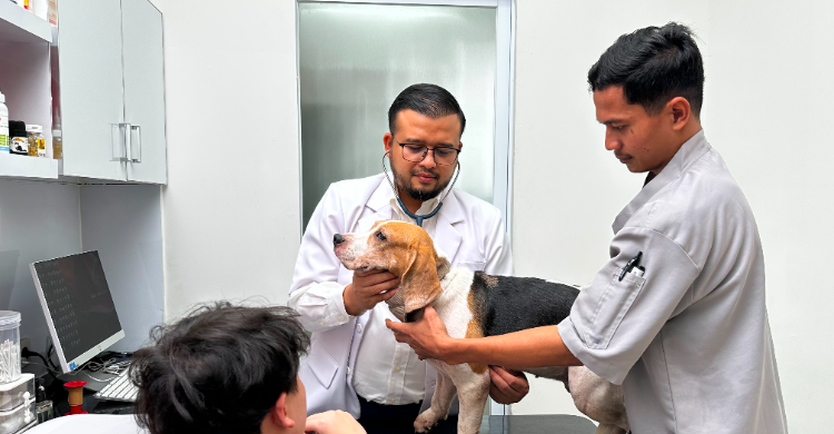 PDHI Jabar V Pelopori BPJS Ketenagakerjaan Dokter Hewan Ilustrasi bpjs ketenagakerjaan dokter hewan untuk artikel PDHI Jabar V Pelopori BPJS Ketenagakerjaan Dokter Hewan